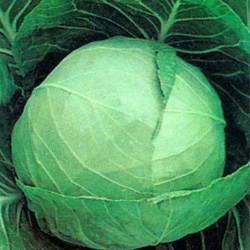 Cabbage Preeti Seed