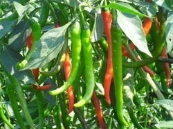 Chili Pepper Ghatak Seed