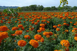 Deep Orange Marigold Seed