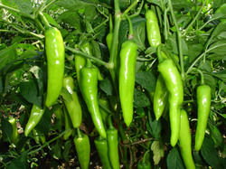 hybrid chilli seeds