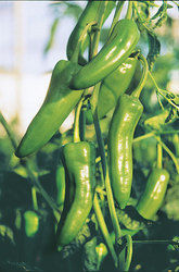 Green Chilli 222 Seed