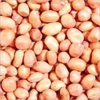 Groundnut Seeds