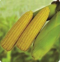 Sweet Corn