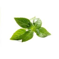 Basil Essential Oil