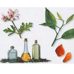 Cajeput Oil - Premium Quality, Aromatic Leaves, 3 to 5 Inches Long - High Durability and Market Demand