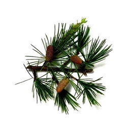 Cedarwood Essential Oil (Rectified)