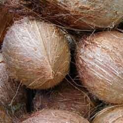 Fresh Mature Coconuts