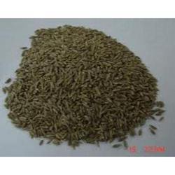 Cumin Seeds - Superior Quality, High Durability for Authentic Indian Cuisine | Ideal for Frying and Roasting