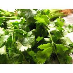 Aroma Coriander