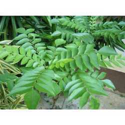 Curry Leaves