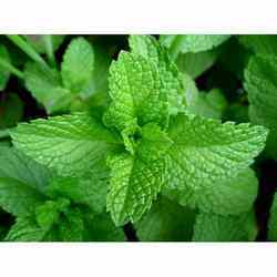 Mint Leaves