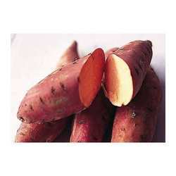 Sweet Potato