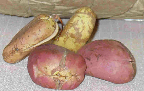 Kolanuts