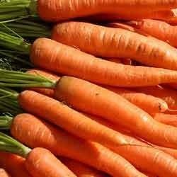 Carrot