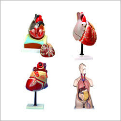 Anatomical Models