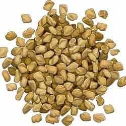 Fenugreek