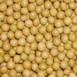 Organic Soybean