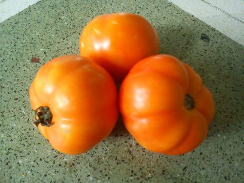 Saumya Tomato Seed