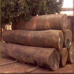 Sal Wood Logs - Natural Sal Wood, Various Sizes for Versatile Interior & Exterior Use, Ideal for Door/Window Frames