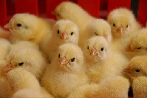 Broiler Poultry Starter Feed Pressure: Low Pressure