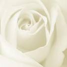 White Rose Flowers