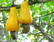 Raw Cashew Nut