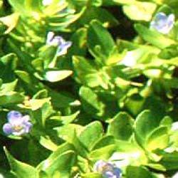 Bacopa Extract