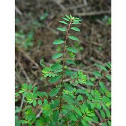 Phyllanthus Extract