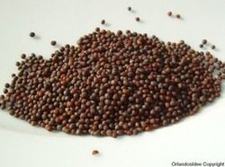 Brown Mustered Seed