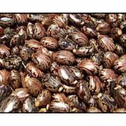 Castor Seeds