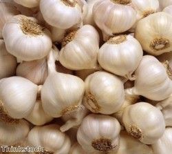 Garlic