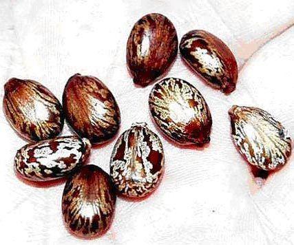 Arandi Seed (Ricinus Communis)