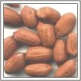 Groundnut Kernels