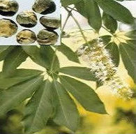 Herbal Extract