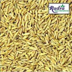 Cumin Seeds (Jeera)