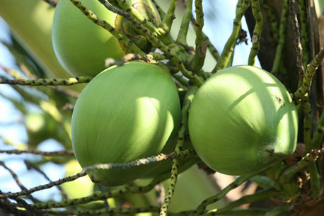 Fresh Coconuts