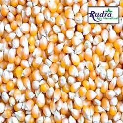 Yellow-Corn For Animal Feed