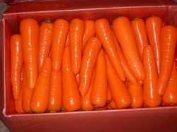 Carrot