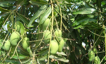 Fresh Mangoes