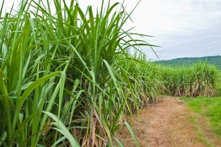 GREEN Biogas