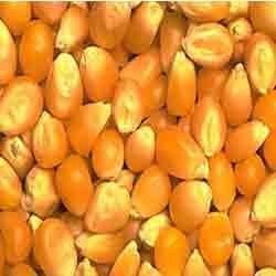 Indian Yellow Corns