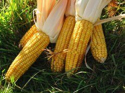 Yellow Corn