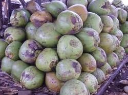  नारियल के फल