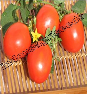 Tomato Seeds