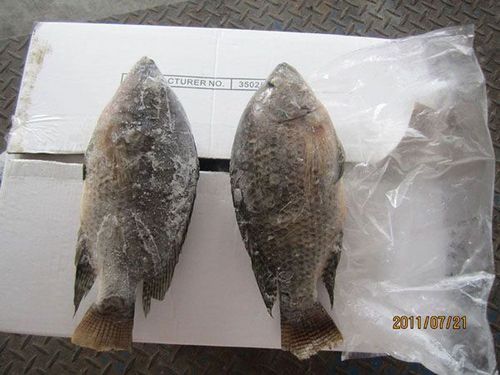 Chilled Whole Black Tilapia Oreochromis Niloticus Fish