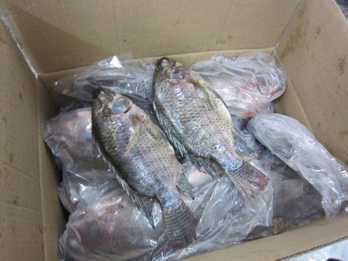 Fish Tilapia Whole Gutted And Scaled 300-500g