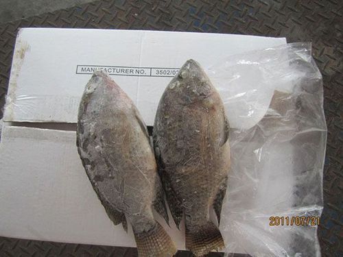 Fresh Frozen Whole Black Tilapia