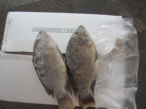 Fresh Frozen Whole Round Black Tilapia Fish