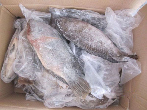 Frozen Whole Round Black Tilapia Fish