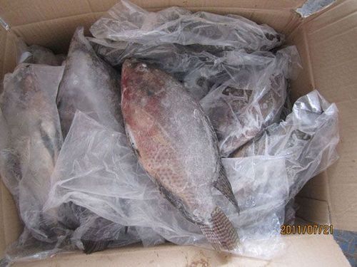 Nutritious Fresh Fish Tilapia